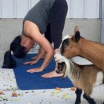 Goat Yoga & Langley Wineries Tour 7