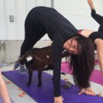 Goat Yoga & Langley Wineries Tour 8