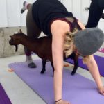 Goat Yoga & Langley Wineries Tour 9